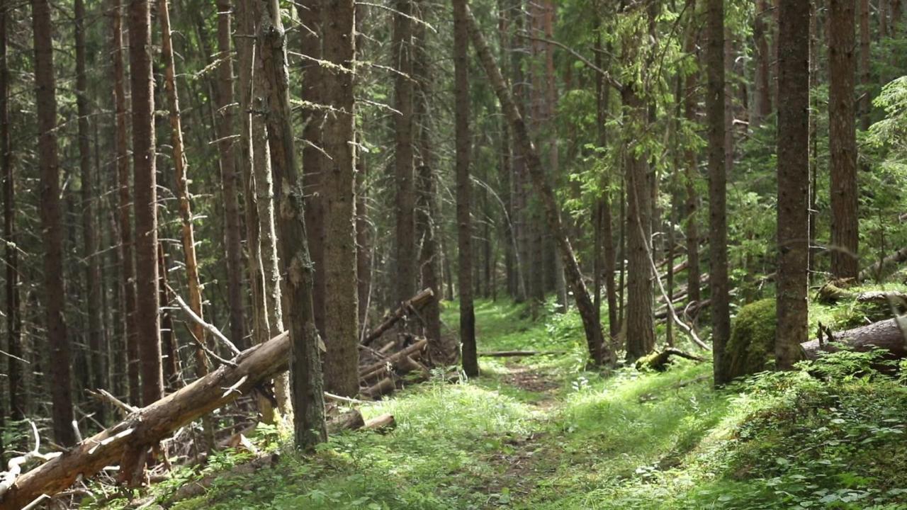 Cozy Stuga - Mountain View Ramsele 外观 照片